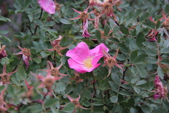 Rosa webbiana