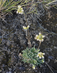 Draba cinerea