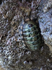 Chiton