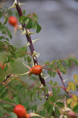 Rosa webbiana
