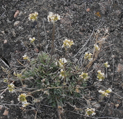 Draba cinerea