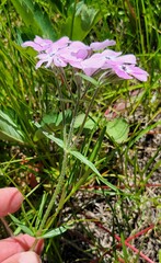 Phlox longifolia