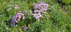 Phlox longifolia