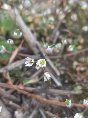 Draba verna