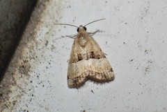 Pseudozarba bipartita