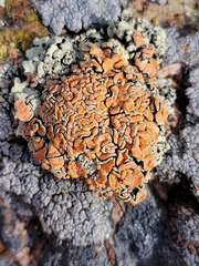 Rhizoplaca chrysoleuca