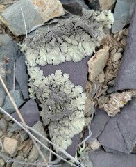 Xanthoparmelia mexicana