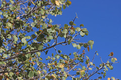 Amelanchier utahensis utahensis