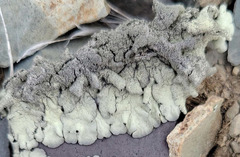 Xanthoparmelia mexicana