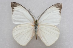 Appias galene