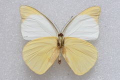 Appias galene