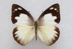 Appias galene