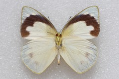 Appias galene