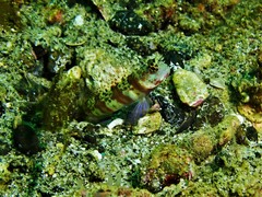 Amblyeleotris periophthalmus