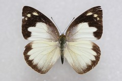 Appias galene