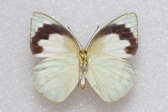 Appias galene