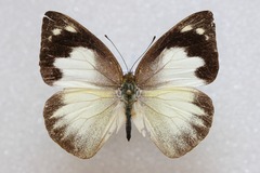 Appias galene
