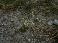 Draba norvegica