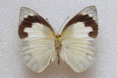 Appias galene