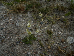 Draba norvegica