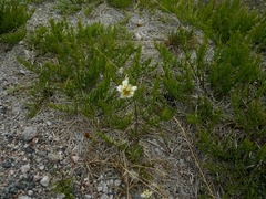Draba norvegica
