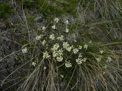 Draba norvegica