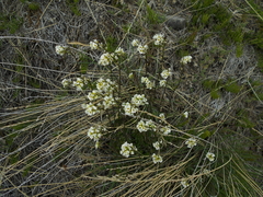 Draba norvegica