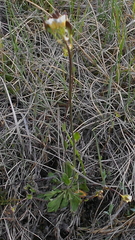 Draba norvegica