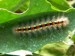Acronicta contaminei