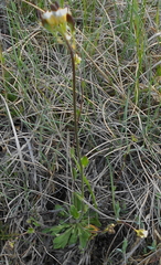 Draba norvegica