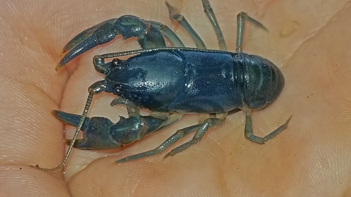 Eastern Crayfish, photo 5 of 8
