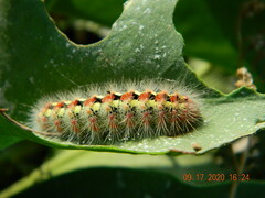 Acronicta contaminei