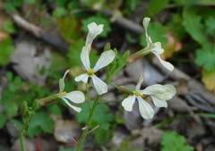 Raphanus raphanistrum