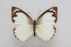 Appias galene