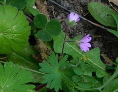 Geranium molle