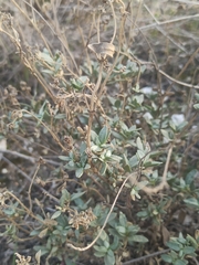 Helianthemum squamatum