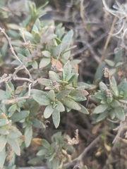 Helianthemum squamatum