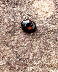 Chilocorus stigma
