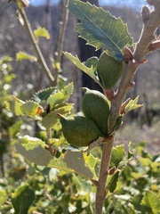 Heteroecus pacificus