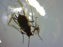 Aphidomorpha