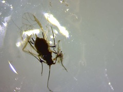 Aphidomorpha