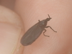 Dilophus orbatus