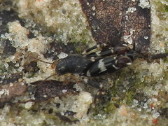 Ellipes minuta