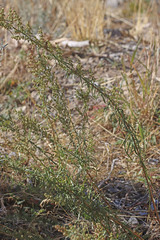 Artemisia dracunculus dracunculus