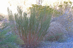 Artemisia dracunculus dracunculus
