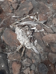 Pelecanus occidentalis urinator