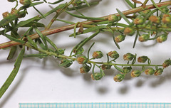 Artemisia dracunculus dracunculus