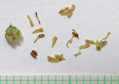 Artemisia dracunculus dracunculus