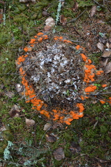 Byssonectria terrestris