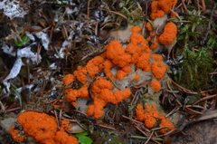 Byssonectria terrestris